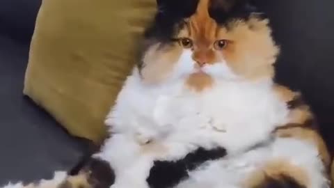 A cat playing with itself