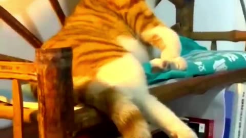 Funny Animal Videos 2024 Best Dogs And Cats Videos 😺😍short,viral,tiktok