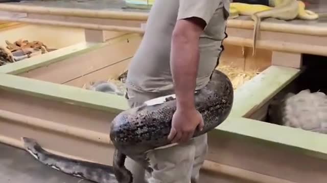 man with giant anaconda on his back