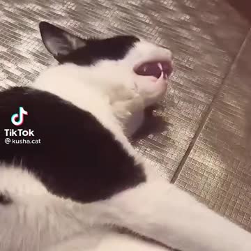 o gato cantor de musicas