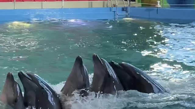 Dolphin Lambada