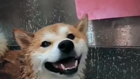 Cute dog| Dog taking a bath