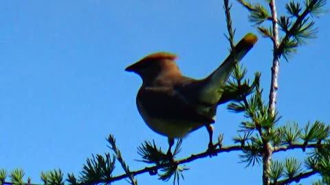 Cedar Waxwing