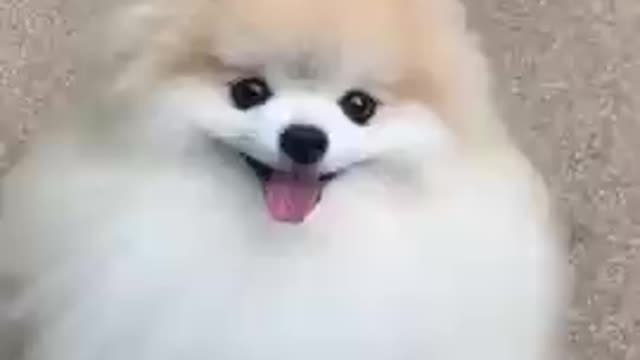 Cute dog video