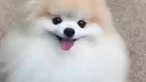 Cute dog video