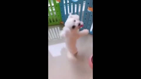 Intelligent and funny dogs