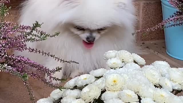 Cute white dog status video 2022| You never see before