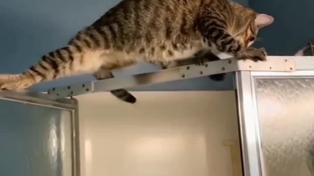 Funniest Cat 😹 - Don't try to hold back Laughter 😂 - Funny Cats Life