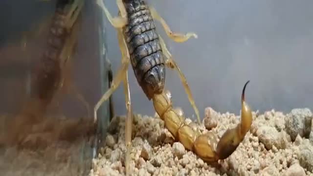 Why Scorpion Venom Is So Expensive 🦂 #shorts #shortsvideo #viral