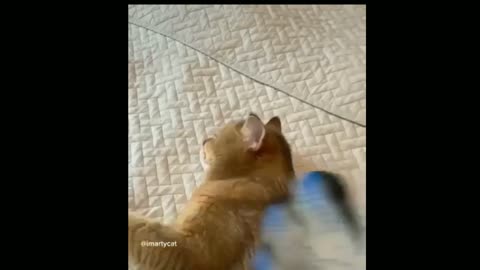 Cat is enjoying.