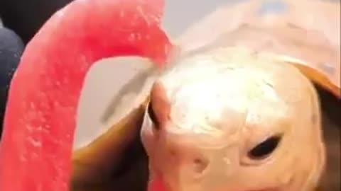 Turtle eats watermelon.