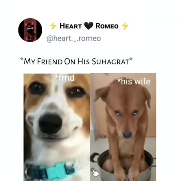 Dog 🐶🐕🐶 funny 🤣🤣 comedy video
