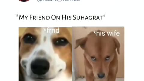 Dog 🐶🐕🐶 funny 🤣🤣 comedy video