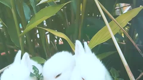 Watch: Cute baby bunnies