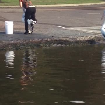 Woman Tries To Take Stolen Fish Back From Pelican