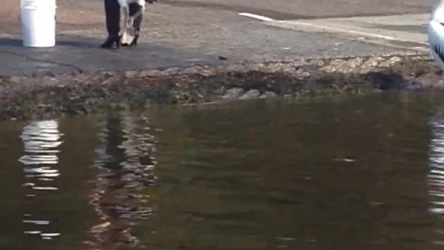 Woman Tries To Take Stolen Fish Back From Pelican