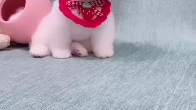 Cute puppy