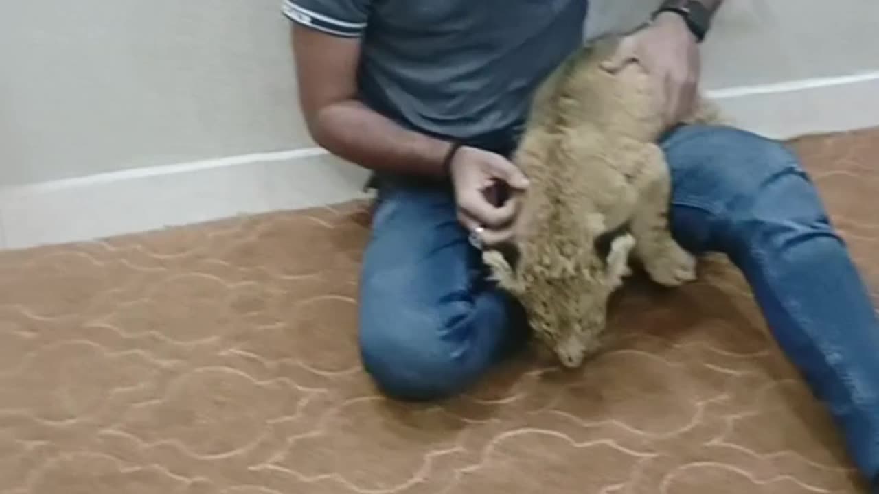 Playing with MY Simba Lion Cub 😍