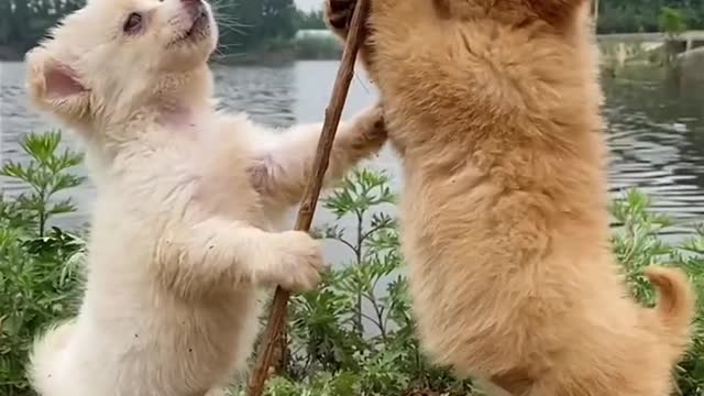 Pet dogs eat chicken feet