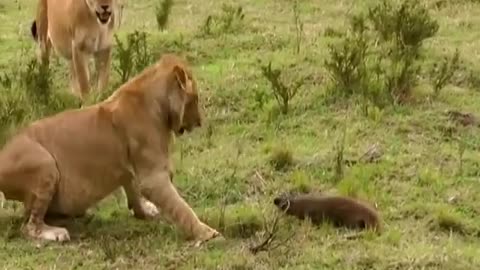 Tiny Mongoose alone fight against Lions