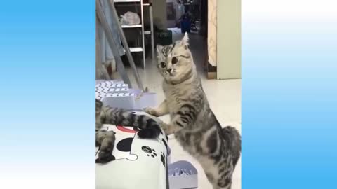 Cute cute cats playing