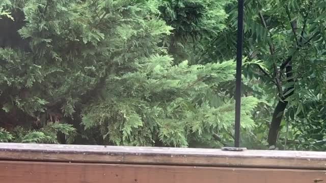 Redbelly Woodpecker Feeding its young