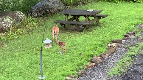 We had a coyote scare last night Scamp is fine NW NC Appalachia Doe and fawn Lady & Scamp