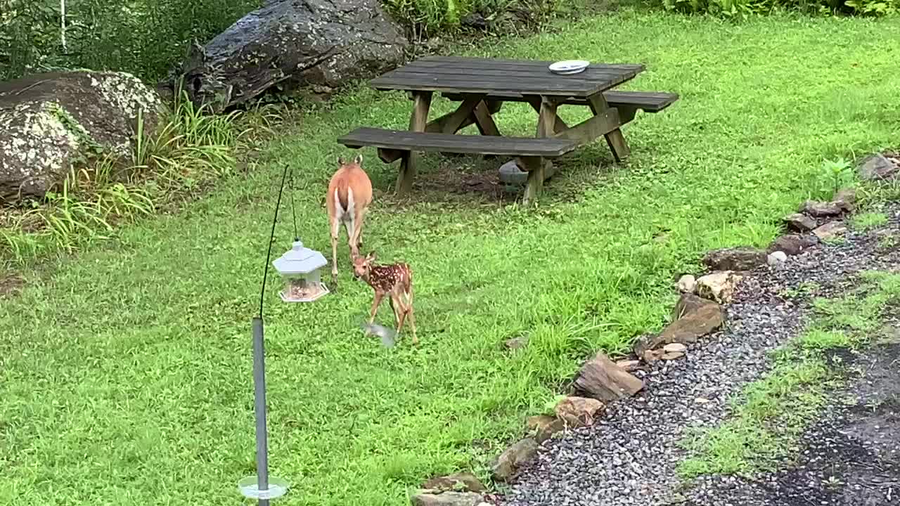 We had a coyote scare last night Scamp is fine NW NC Appalachia Doe and fawn Lady & Scamp