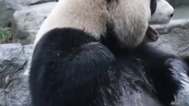 Feeling so hot so going to take some bath | Cute panda taking a playful bath