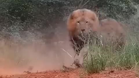 Lion run