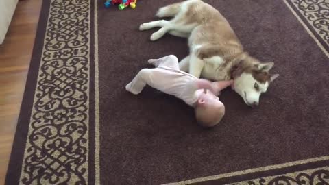 Siberian Husky plays gently with baby