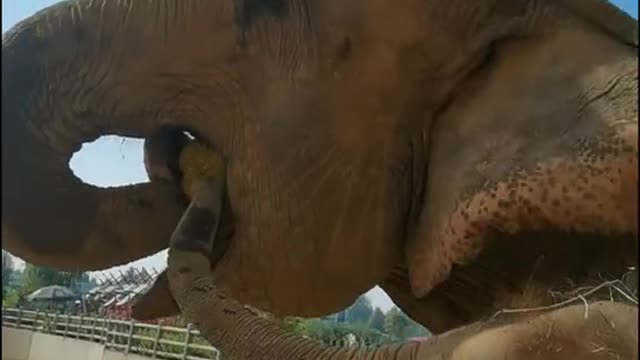The breeder feeds durian to the elephant mother