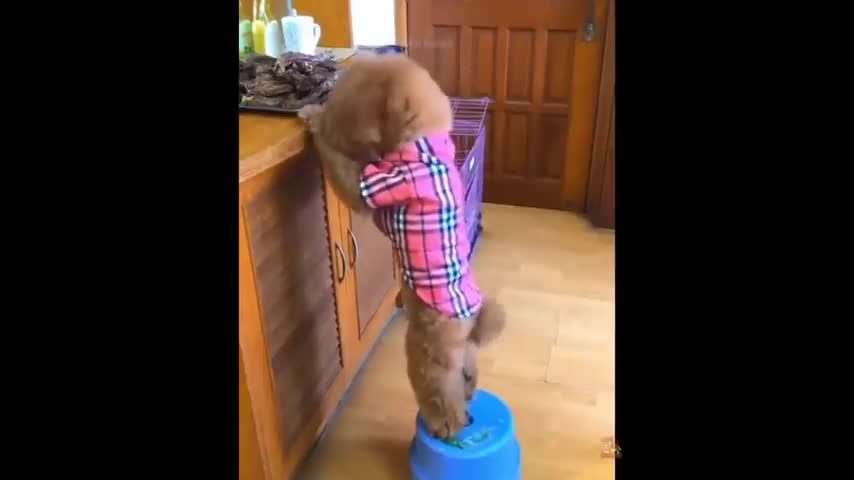 Having A Dog Gone Good Time