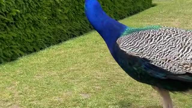 🦚arguably the most beautiful species💙