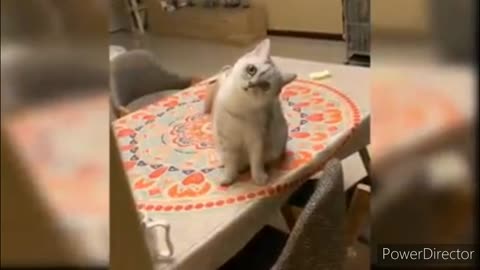 Funny cats and dogs video 2022 #9