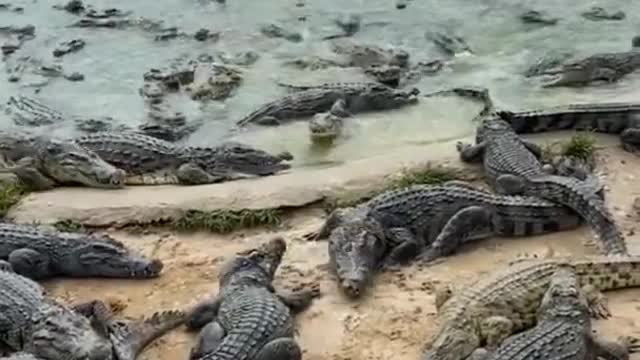 🤬🤬 😵😱😨20 Crocodile attacking on each other🤬🤬😵😳😱