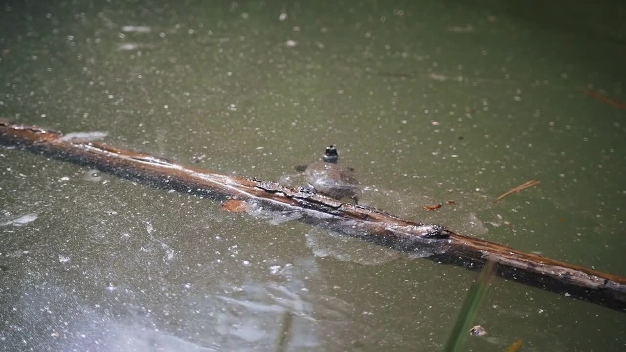 Cute little turtle falls down from the log in the water