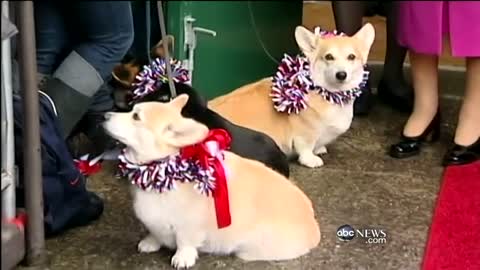 All the Queen Elizabeth's Cute Corgis