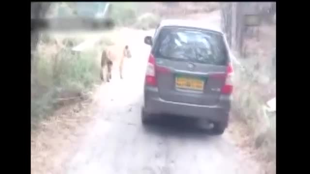 Lion_Attack_on_Safari_Car_in_Indian_National_park