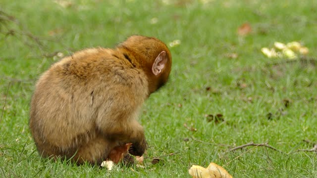 funny baby monkey eating jungle junk food