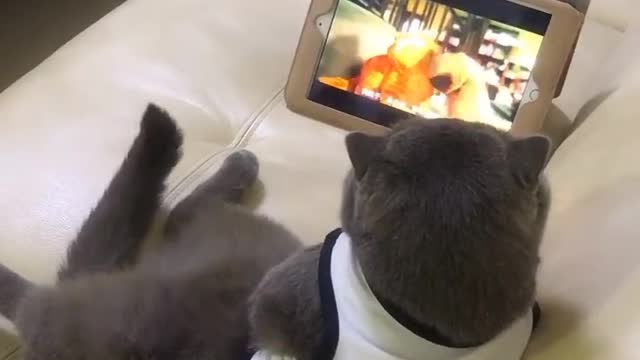 Funny cate, watching tablet