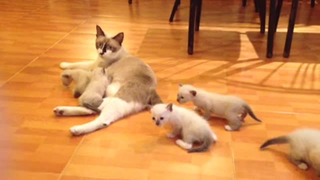 Mother Cat With Kittens On The House