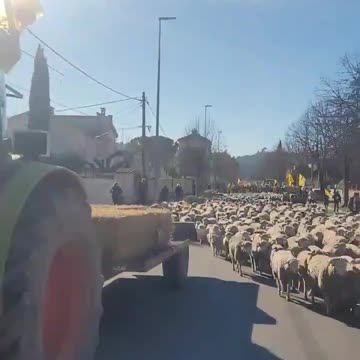 🚨UPDATE: The French farmers are now blocking the roads with hundreds of sheep