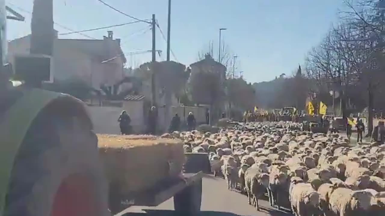🚨UPDATE: The French farmers are now blocking the roads with hundreds of sheep