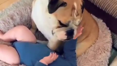 😂 baby playing with bulldog