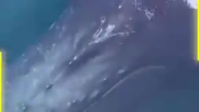 amazing whale