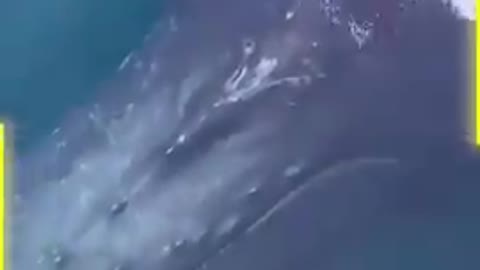 amazing whale