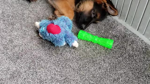 GSD Jake 13.5 weeks