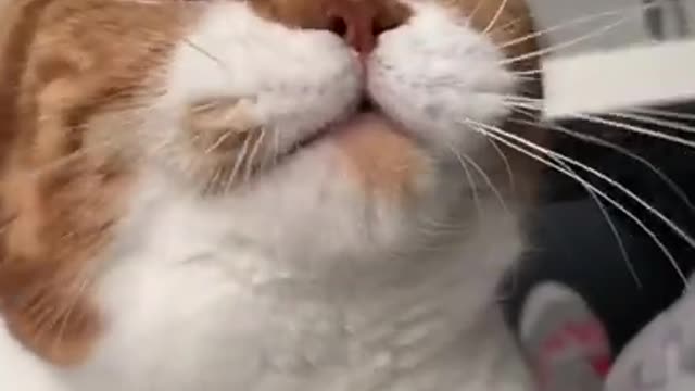 Cute Cat purring ASMR