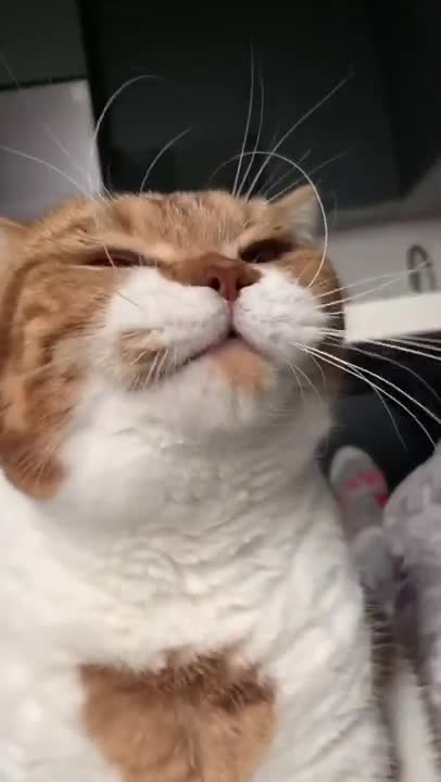 Cute Cat purring ASMR